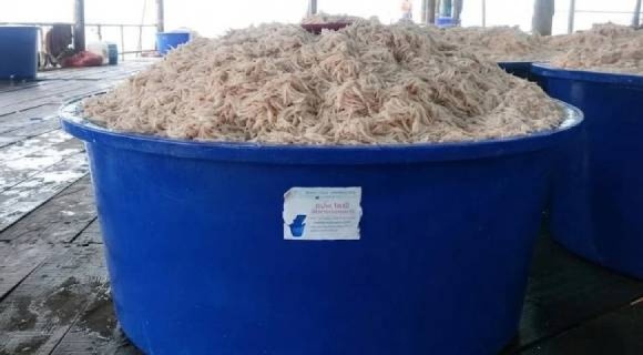 Trộn muối và các phụ liệu